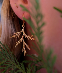 Boucles D'oreilles Branche De Cèdre