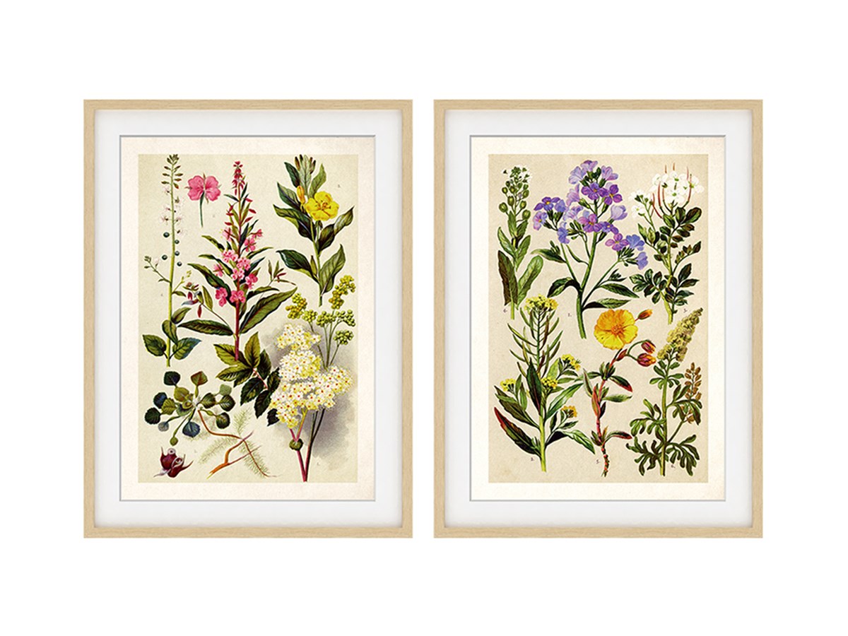 Ensemble 2 Cadres Herbier